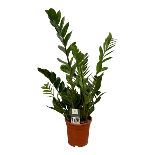 Zamioculcas ca. 75 cm im 17 cm Topf – Pflanzfix24.de - Pflanzfix24.de