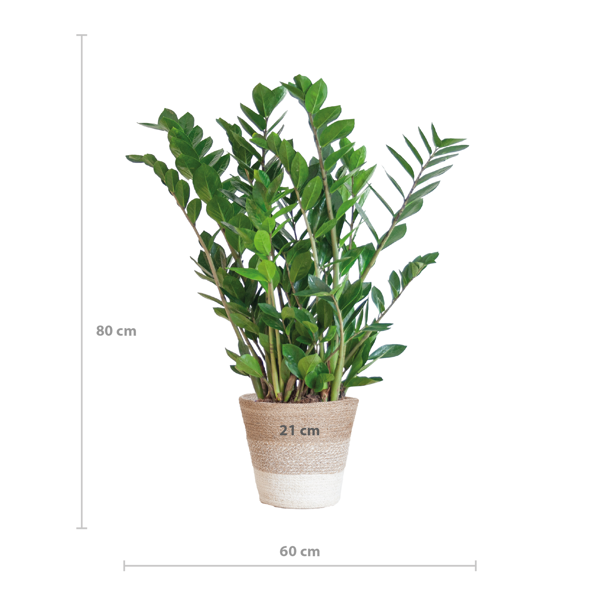 Zamioculcas mit Jutekorb Lissabon – 80cm – Pflanzfix24.de - Pflanzfix24.de