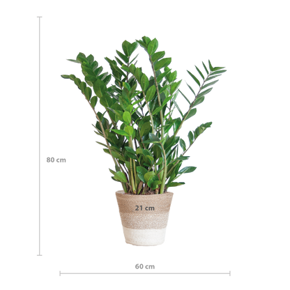 Zamioculcas mit Jutekorb Lissabon – 80cm – Pflanzfix24.de - Pflanzfix24.de