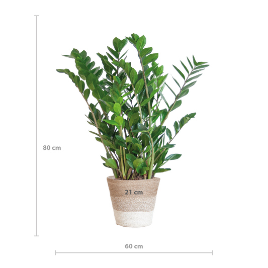 Zamioculcas mit Jutekorb Lissabon – 80cm – Pflanzfix24.de - Pflanzfix24.de