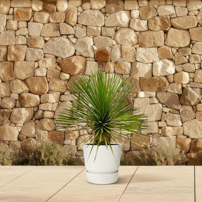 Yucca Rostrata 70 cm Stamm im Ø27 cm Topf – Pflanzfix24.de - Pflanzfix24.de