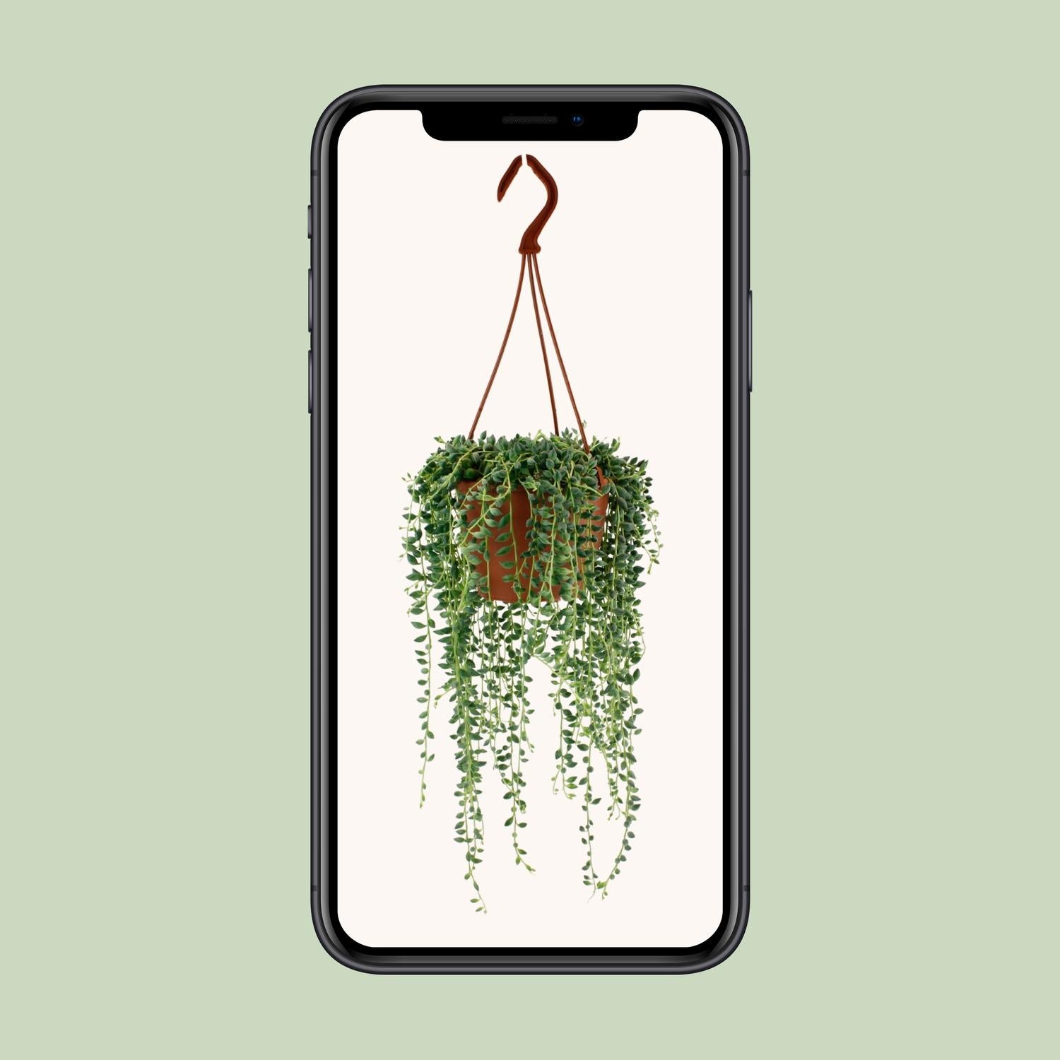 Senecio Herreianus Ø12 cm – pflegeleichte Zimmerpflanze | Pflanzfix24.de - Pflanzfix24.de