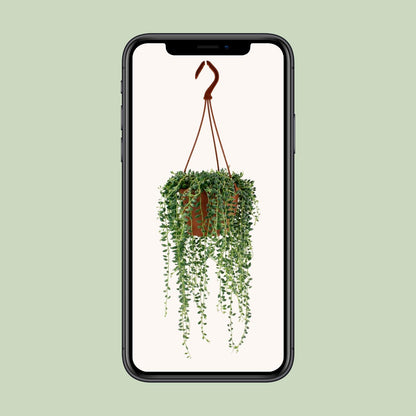 Senecio Herreianus Ø12 cm – pflegeleichte Zimmerpflanze | Pflanzfix24.de - Pflanzfix24.de