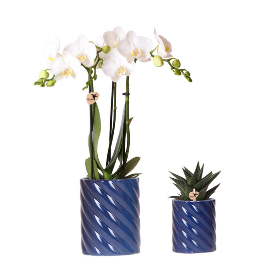 Amabilis-Orchidee & Sukkulente im blauen Candy Dekotopf | pflanzfix24.de - Pflanzfix24.de