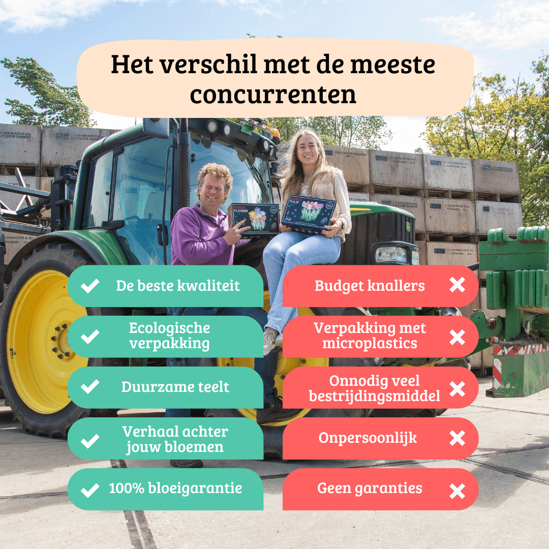 Flowerbulbs Amsterdam - 12 Dahlien blue bell knollen für 2 m², große breite blütenblätter