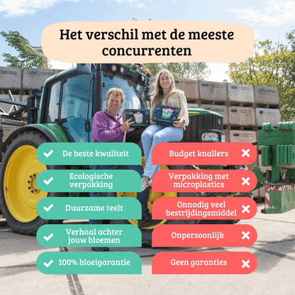 Flowerbulbs Amsterdam - 12 Dahlien blue bell knollen für 2 m², große breite blütenblätter