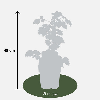 3x - Rubus mix - ↨45cm - Ø13 - Pflanzfix24