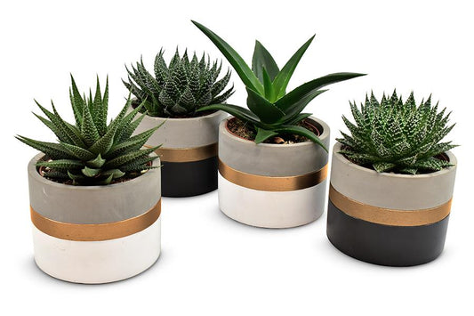 Aloe-Haworthia in Gold Band Ceramics - 4 Stück - Ø10,5cm - ↕14cm - Pflanzfix24