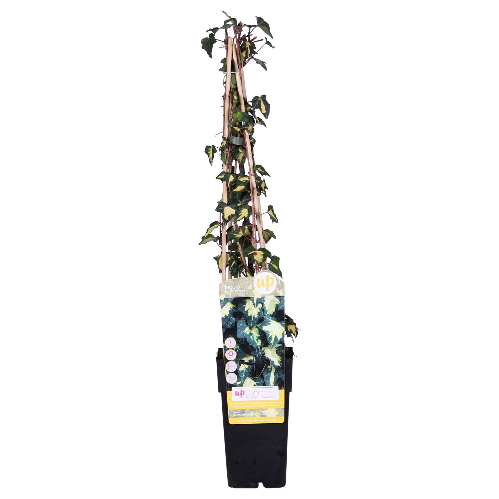 Hedera helix 'Goldheart' - Ø15cm - ↕65cm bei Pflanzfix24.de - Pflanzfix24.de