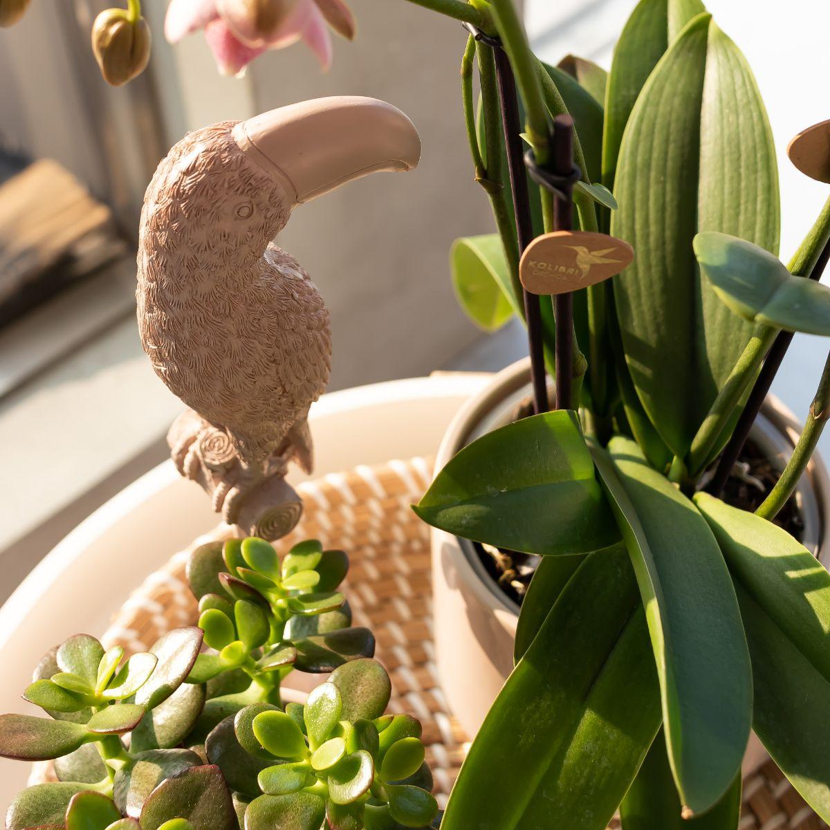 Deko-Skulptur Tukan Nude – Kolibri Home | Pflanzfix24.de - Pflanzfix24.de