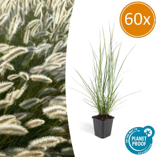 60x Pennisetum alopecuroides 'Hameln' - Pflanzfix24.de - Pflanzfix24.de