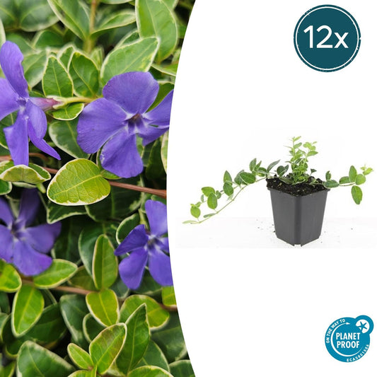 12x Vinca minor 'Ralph Shugert' Bodendecker 10-25cm Ø9cm | Pflanzfix24.de - Pflanzfix24.de