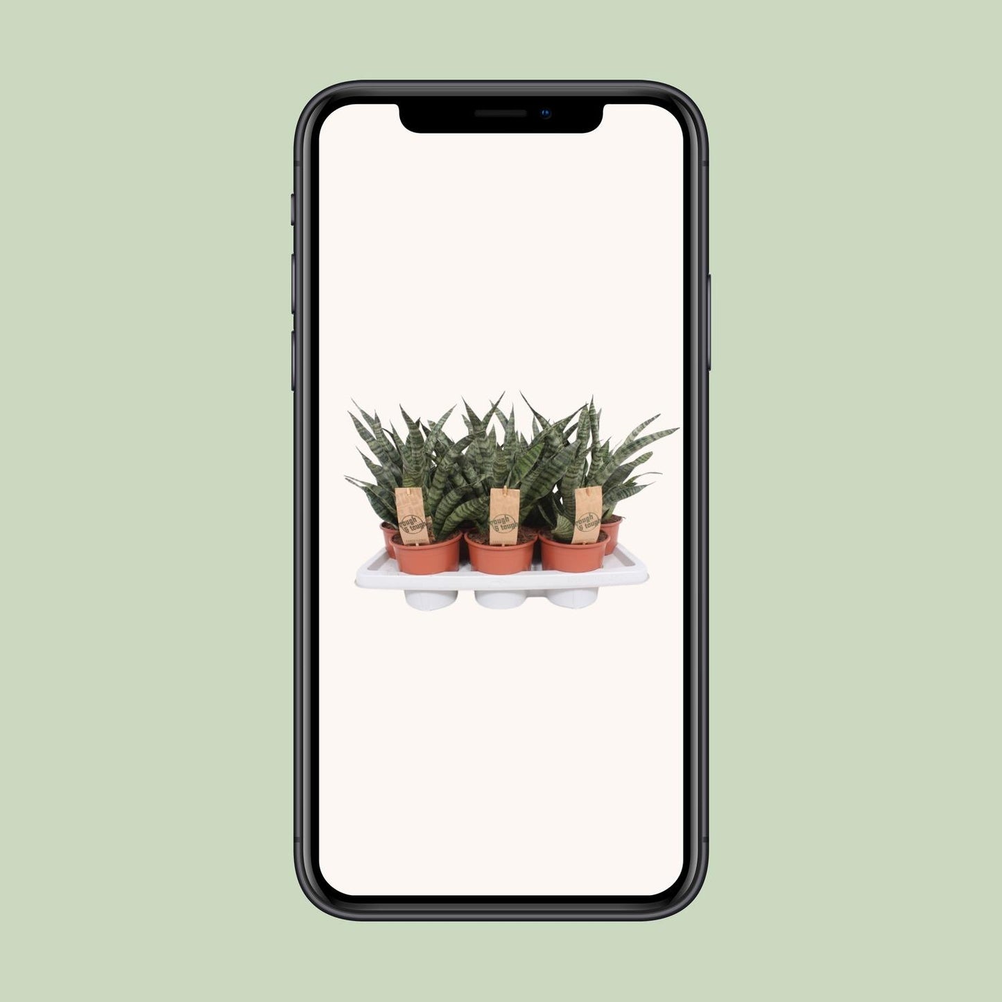 Sansevieria Diamond Green - Ø14cm - ↕40cm - Pflanzfix24
