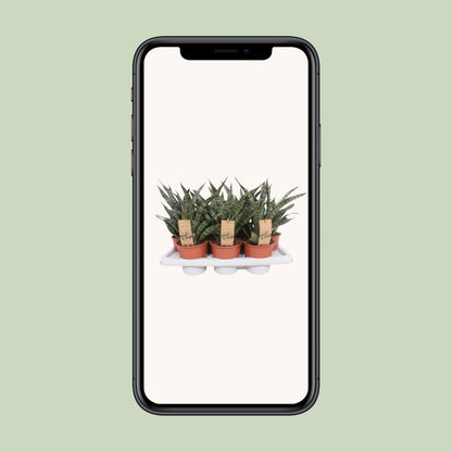 Sansevieria Diamond Green - Ø14cm - ↕40cm - Pflanzfix24