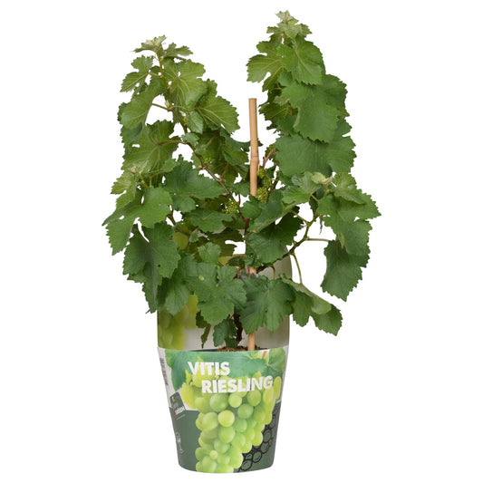 Vitis Pixie Riesling – Zwergweinrebe | Pflanzfix24.de - Pflanzfix24.de