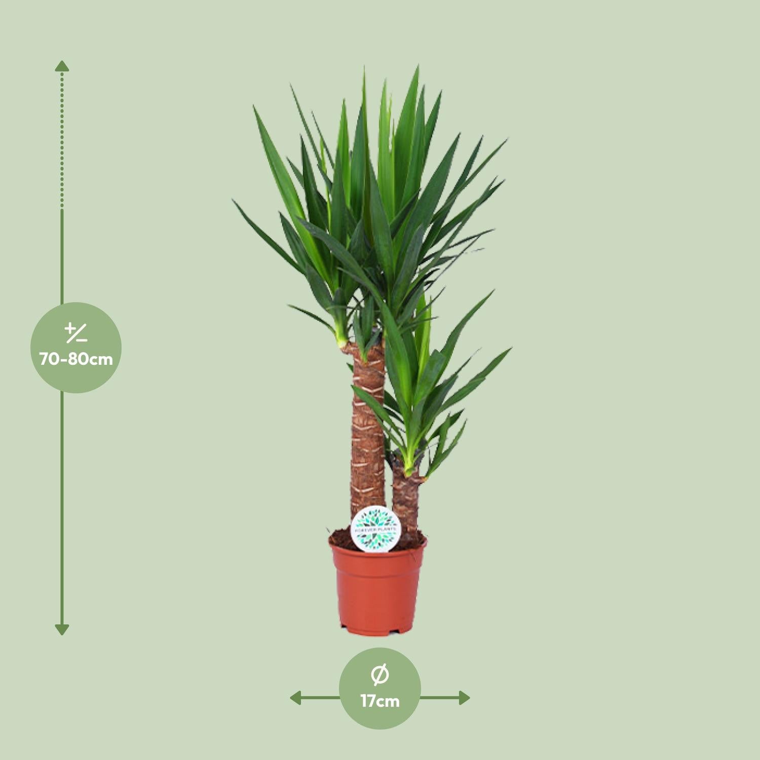 Yucca Pflanze Ø17cm – 80cm hoch | Pflanzfix24.de - Pflanzfix24.de
