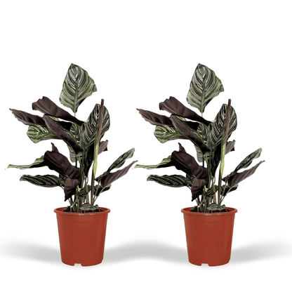 2x Calathea Ornata - Pfauenpflanze - 50cm - ø14 - Pflanzfix24.de - Pflanzfix24.de