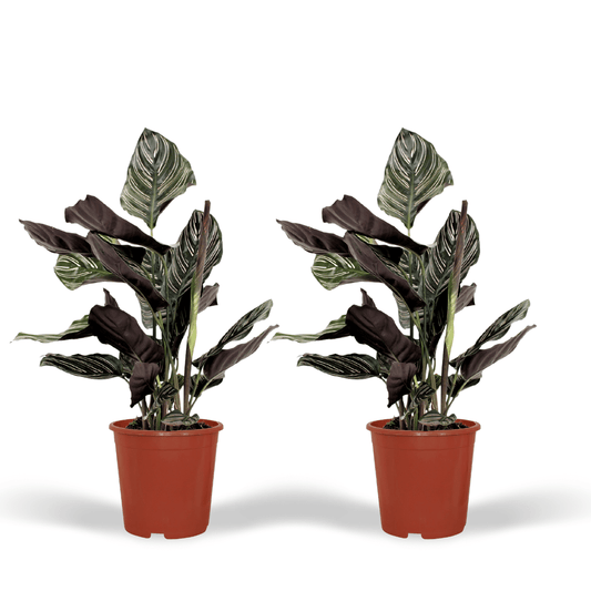 2x Calathea Ornata - Pfauenpflanze - 50cm - ø14 - Pflanzfix24.de - Pflanzfix24.de
