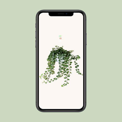 Hedera Wonder Green - Ø24cm - ↕70cm - Ø17 - ↨70cm - Pflanzfix24.de - Pflanzfix24.de