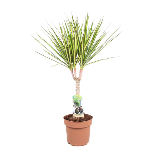 Dracaena Sunray Enkele Stam - Hoogte 65-75 - Ø17cm - Pflanzfix24