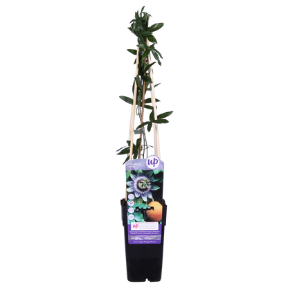 Passiflora caerulea Blau Ø15cm – Winterharte Kletterpflanze | Pflanzfix24.de - Pflanzfix24.de