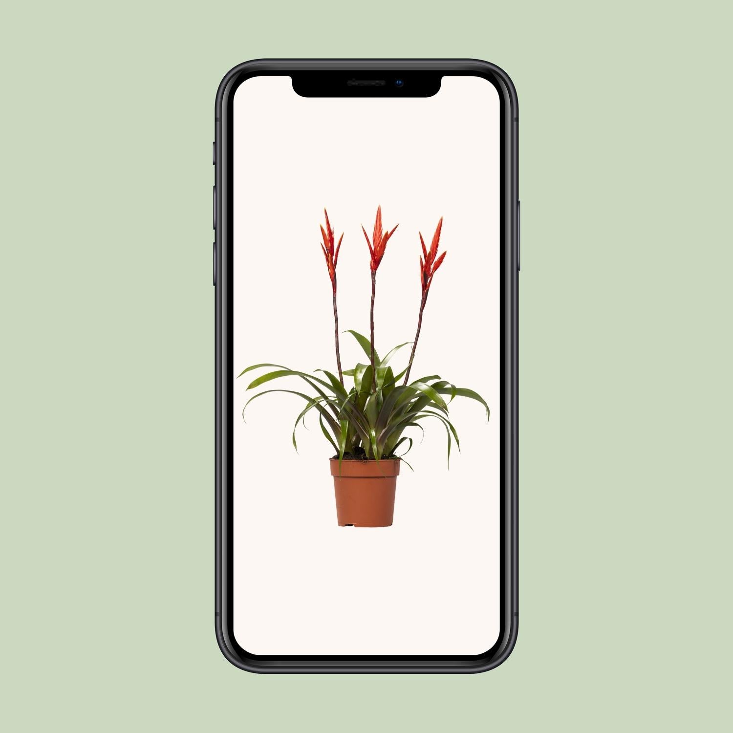 Vriesea Zimmerpflanze Ø12cm, 55cm hoch – Pflanzfix24.de - Pflanzfix24.de
