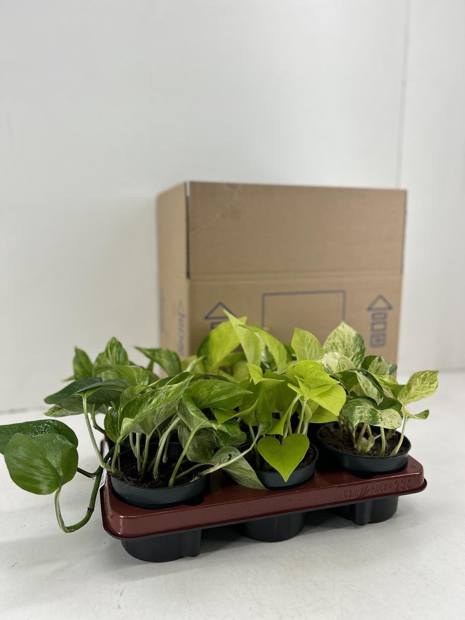 Epipremnum Mix - 6 Stücke - Ø12cm - ↕15cm bei Pflanzfix24.de - Pflanzfix24.de