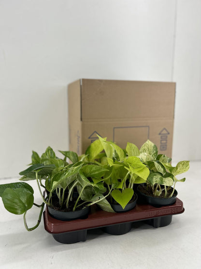 Epipremnum Mix - 6 Stücke - Ø12cm - ↕15cm bei Pflanzfix24.de - Pflanzfix24.de