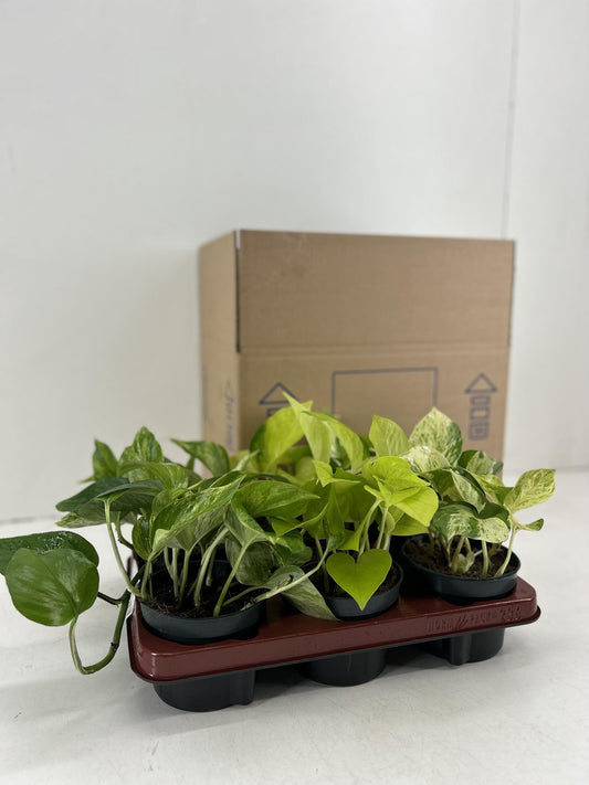 Epipremnum Mix - 6 Stücke - Ø12cm - ↕15cm bei Pflanzfix24.de - Pflanzfix24.de