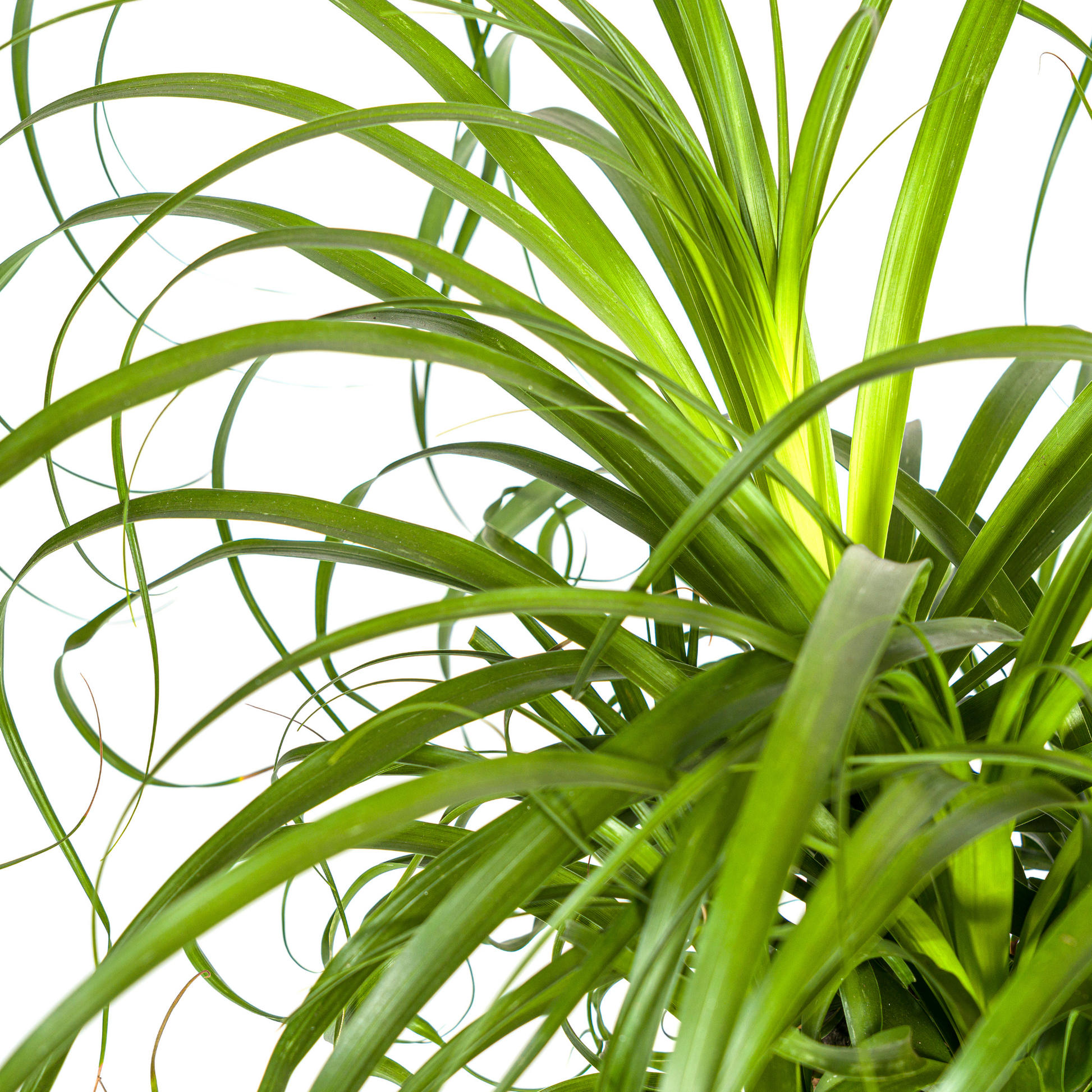 Beaucarnea Recurvata Elefantenfuß - Topf Ø24cm - Pflanzfix24.de - Pflanzfix24.de