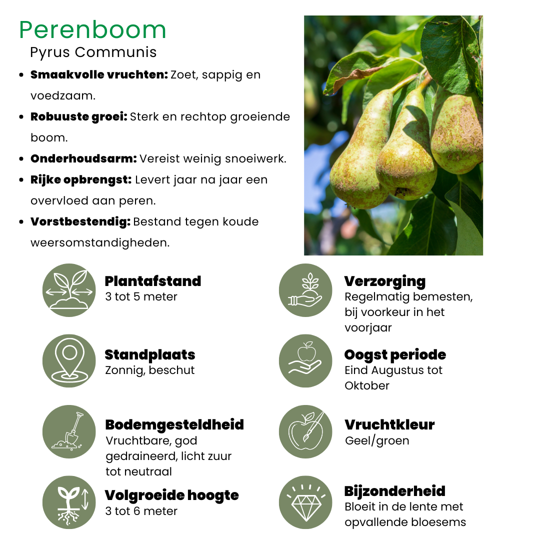 Biologischer Apfelbaum Malus Elstar - 20 cm Ø - 60 cm - Pflanzfix24.de - Pflanzfix24.de