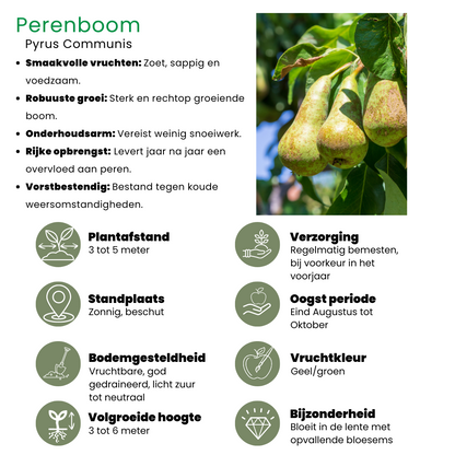 Biologischer Apfelbaum Malus Elstar - 20 cm Ø - 60 cm - Pflanzfix24.de - Pflanzfix24.de