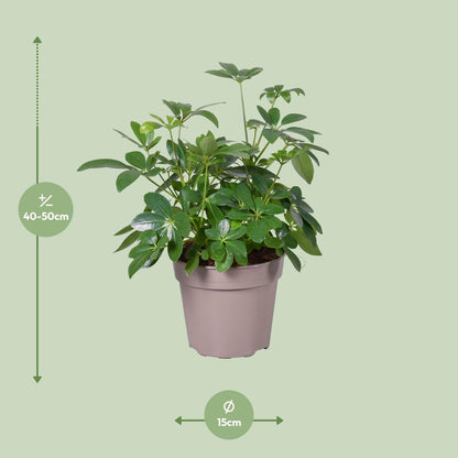 Schefflera Arboricola - Ø15cm - ↕45cm - Pflanzfix24