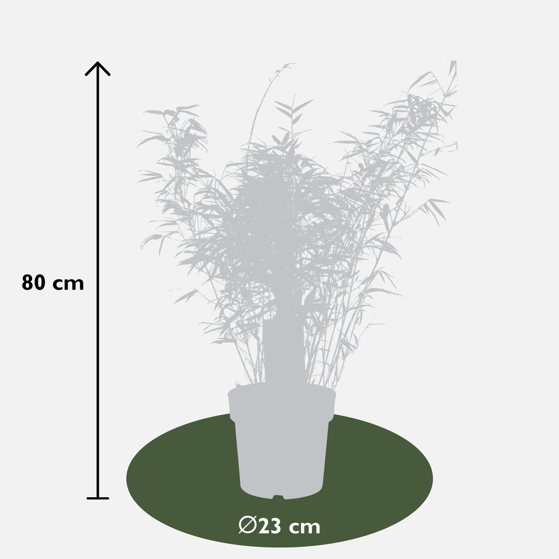 Fargesia rufa - Kompakter Bambus - Ø29cm - Pflanzfix24.de - Pflanzfix24.de