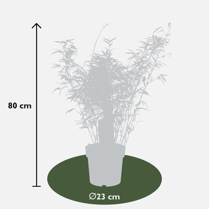 Fargesia rufa - Kompakter Bambus - Ø29cm - Pflanzfix24.de - Pflanzfix24.de