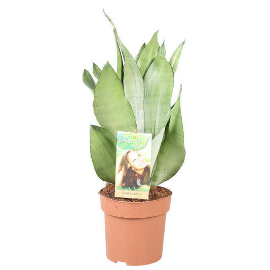Sansevieria Moonshine Ø14cm 40-45cm | Pflanzfix24