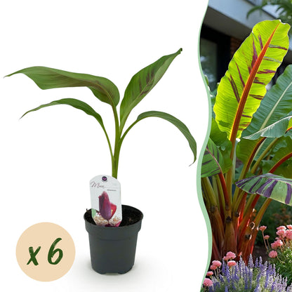 Pflanzfix24 - Bananenpflanze Musa sikkemensis Red Tiger - 6 Pflanzen - Topf 12cm