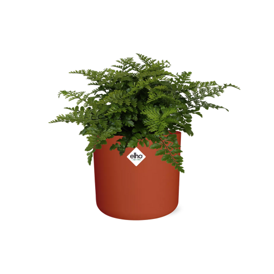 Asplenium Parvati in ELHO b.for soft rond 14cm brique - Pflanzfix24
