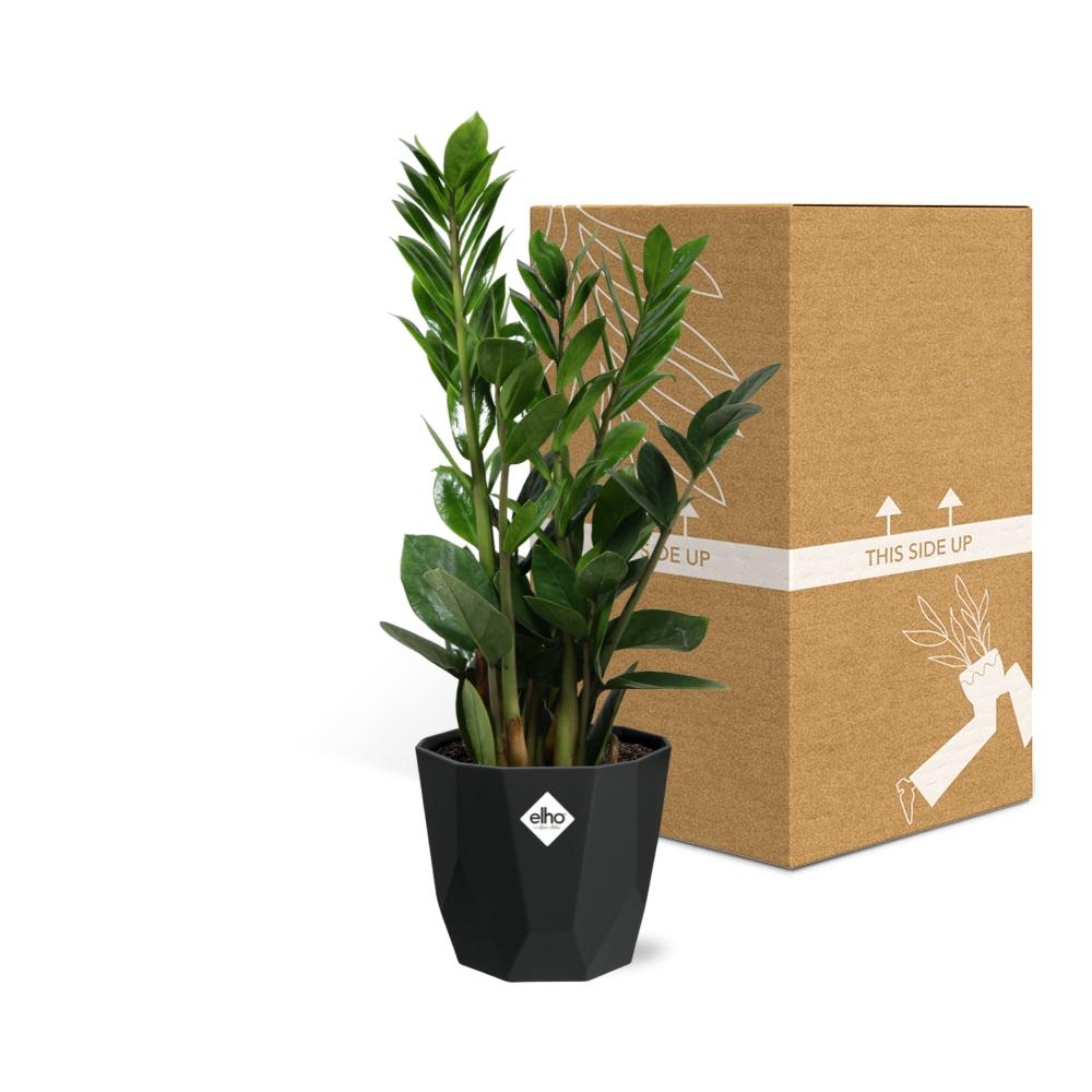 Zamioculcas - ZZ-Pflanze 45-50 cm 14cm b.for rock living black - Pflanzfix24