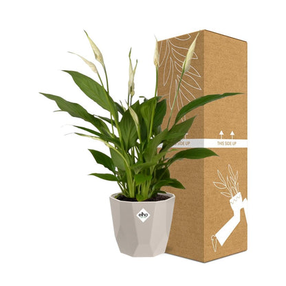 Spathiphyllum 12 cm Torelli in ELHO b.for rock 14 cm warm grey - Pflanzfix24