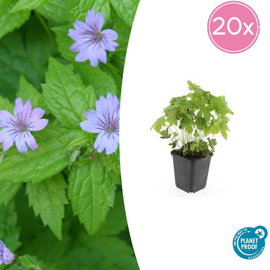 20x Geranium nodosum - ↕10-25cm - Ø9cm von Pflanzfix24