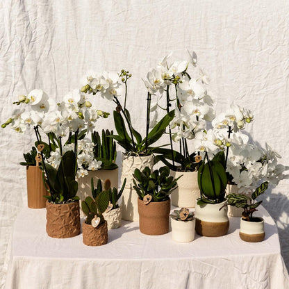 pflanzfix24 | Rustic Zierpflanztopf - White - Ø6cm