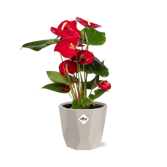 Anthurium Red 12cm in ELHO b.for rock 14 cm warm grey - Pflanzfix24