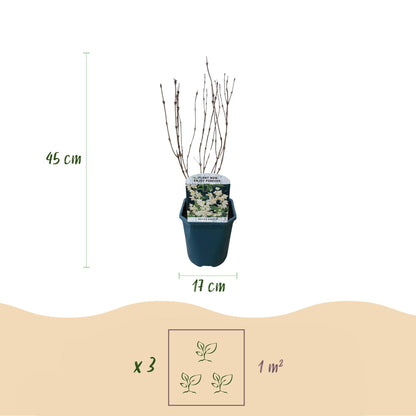 Pflanzfix24.de - Deutzia Gracilis - Blüte Weiß - 1 Pflanze - Topf 17cm - Pflanzfix24.de