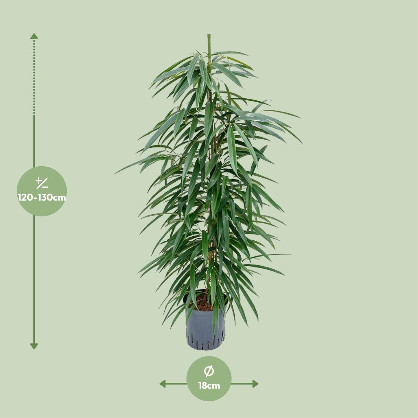 Ficus Binnendijkii 'Alii' (HYDRO) - Ø18cm - ↕110cm - Pflanzfix24