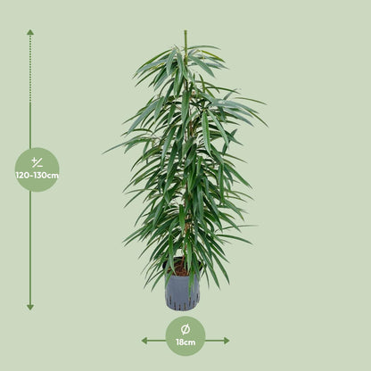 Ficus Binnendijkii 'Alii' (HYDRO) - Ø18cm - ↕110cm - Pflanzfix24