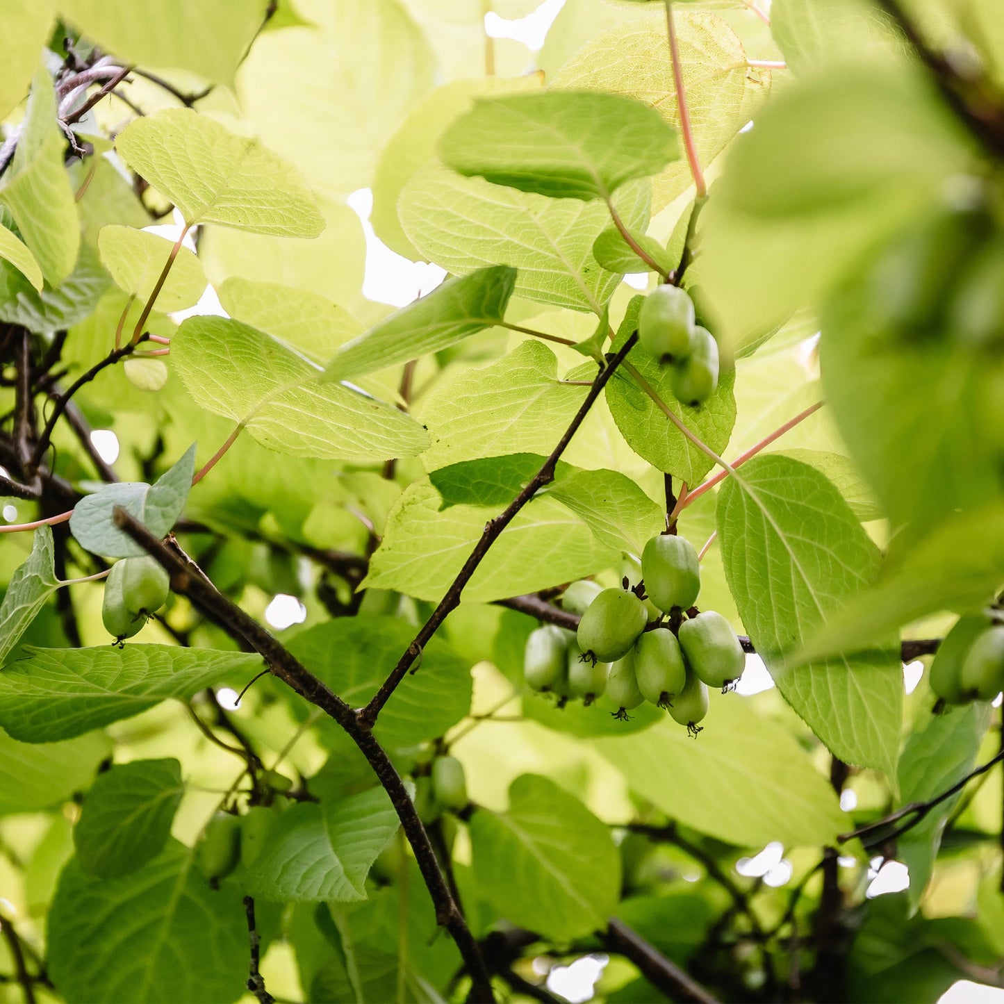 Pflanzfix24 - Kiwi - Actinidia arguta Issai - Grüne Frucht - 2 Pflanzen - Topf 11cm Höhe 40cm