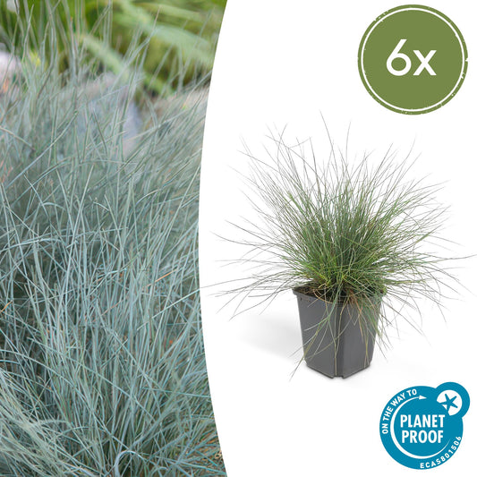 6x Festuca glauca 'Elijah Bleu' - ↕10-25cm - Ø9cm bei Pflanzfix24.de - Pflanzfix24.de