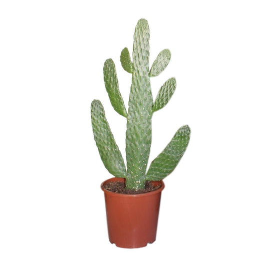 Opuntia Consolea Ø17cm | Kaktus 55cm bei Pflanzfix24