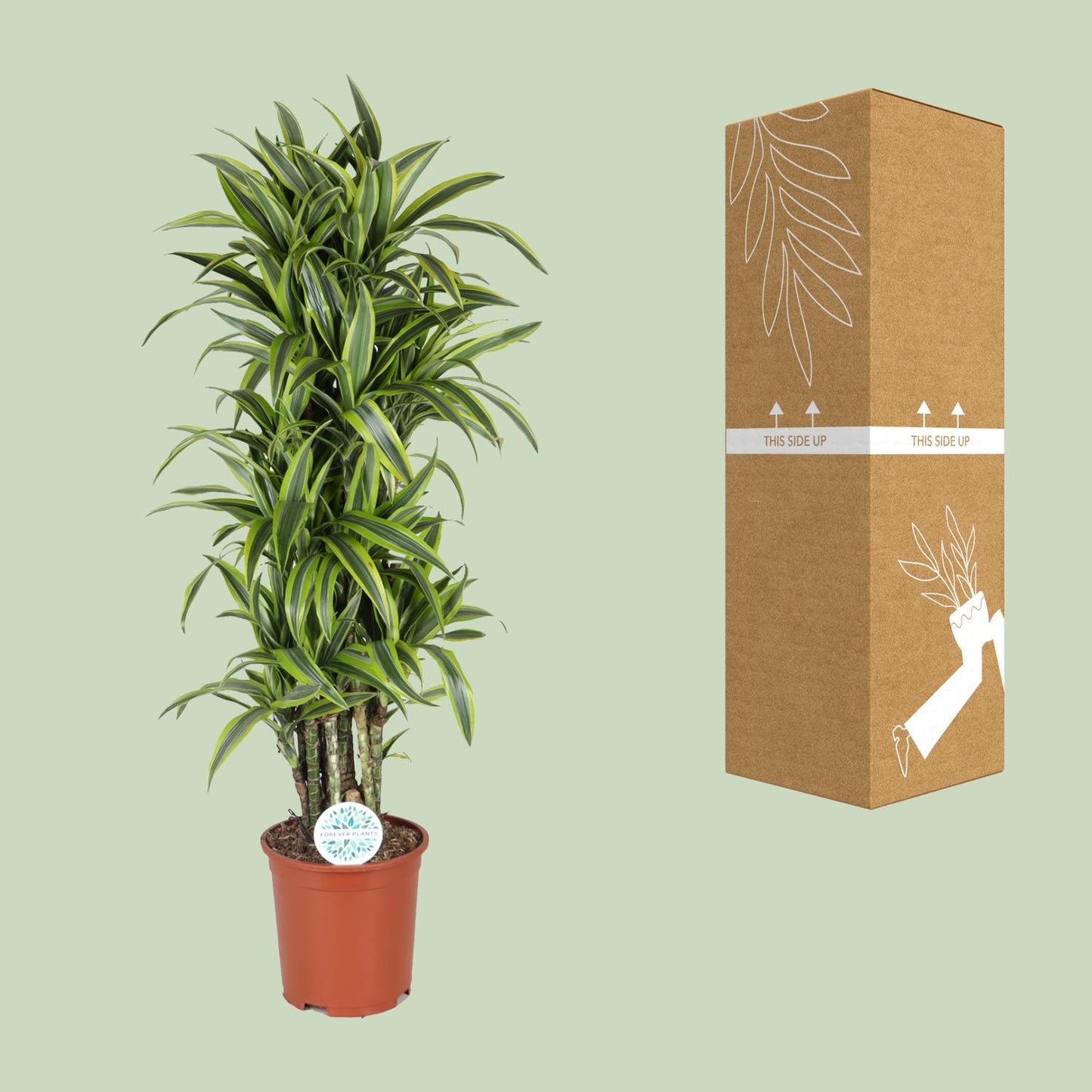 Dracaena Deremensis Lemon Lime - Ø27cm - ↕120cm - Pflanzfix24